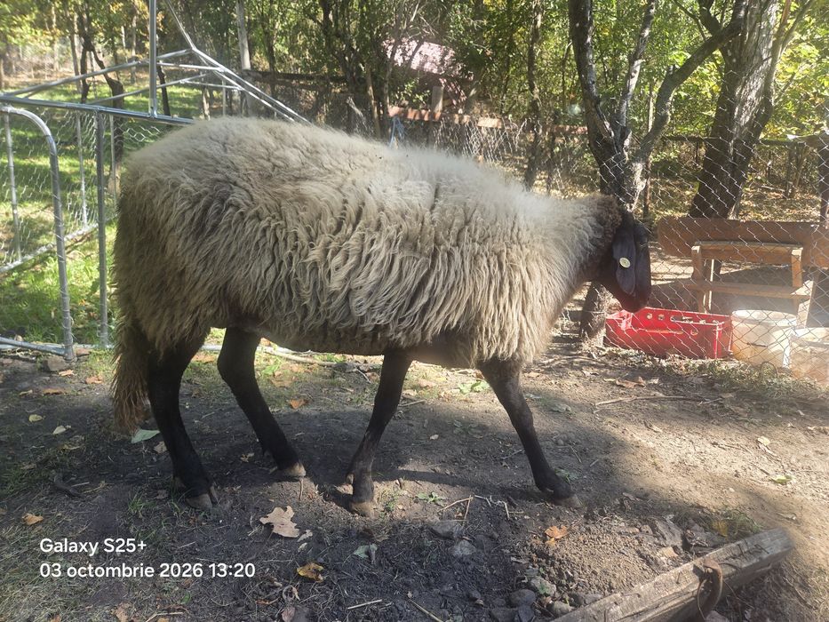 Oaie Carabase Sârbescă