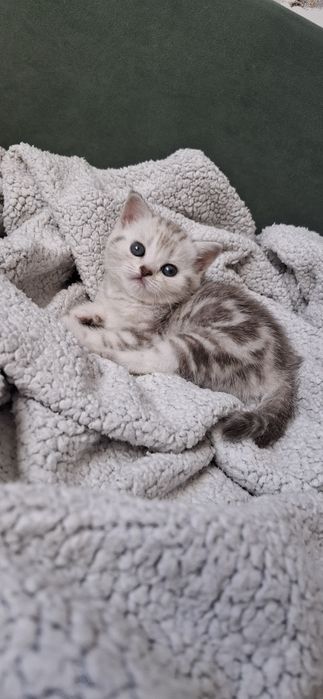 Девочка скоттиш страйт