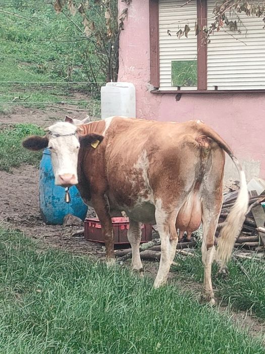 Vacă de lapte și vițel