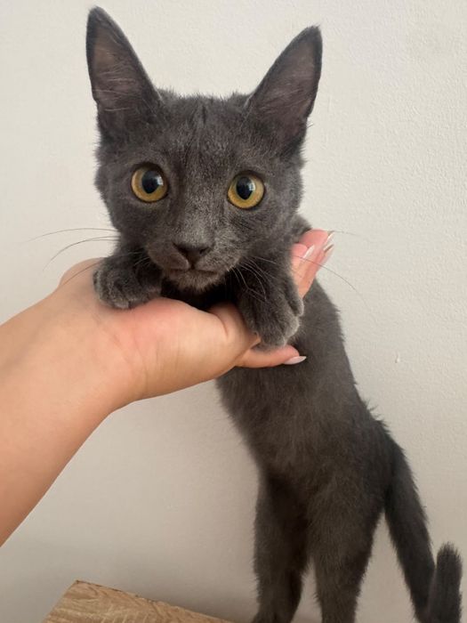 Котенок (девочка)