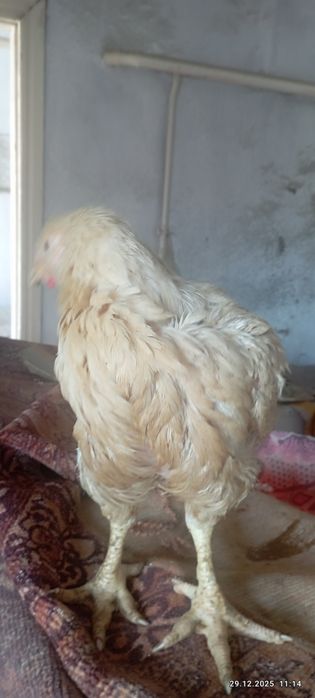 Домашние бройлеры