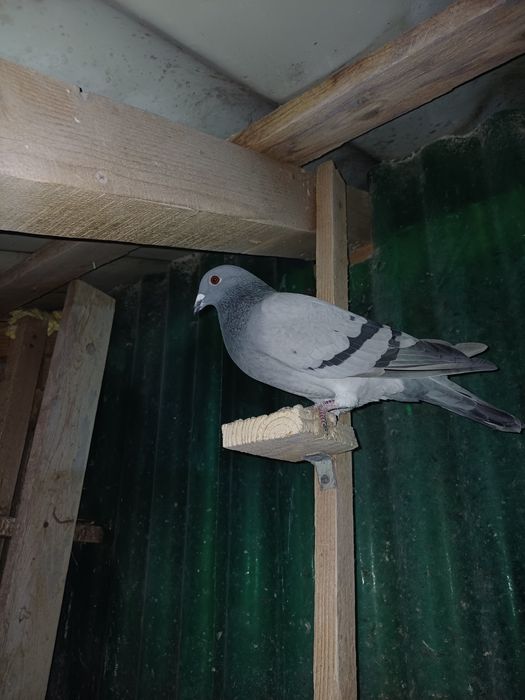 Vând porumbei voiajori