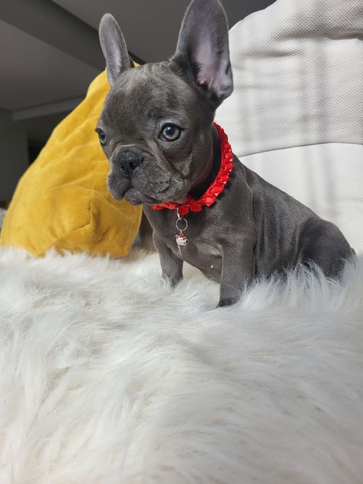 Bulldog francez blue