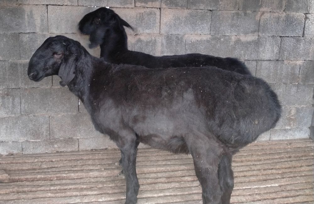 Қошқарлар бар срочно