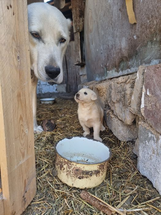 Обмен шенят Алабая срочно