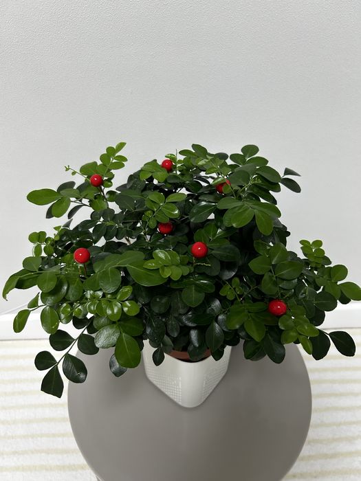 Мурайя комнатное растение продам