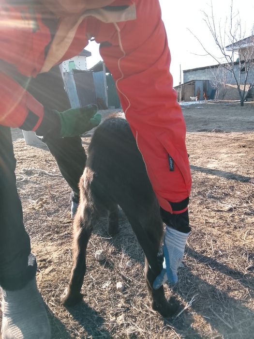 Тазы күшік  сатылады