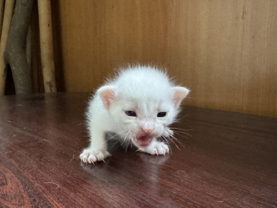Отдам котенка в добрые руки
