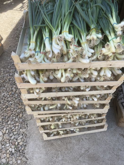 CEAPA VERDE DE VANZARE