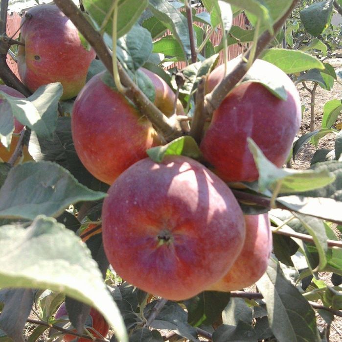 Taiere pomi fructiferi