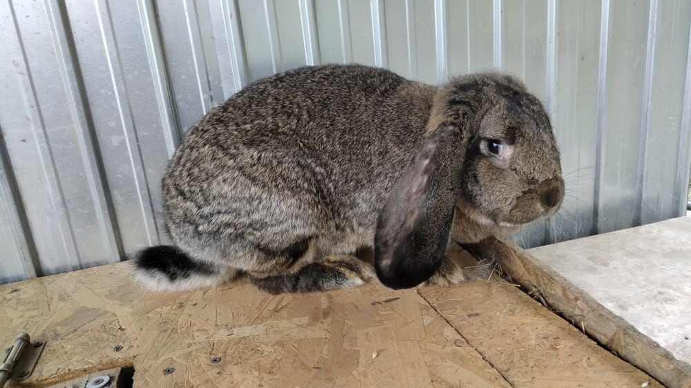 Femela berbec german