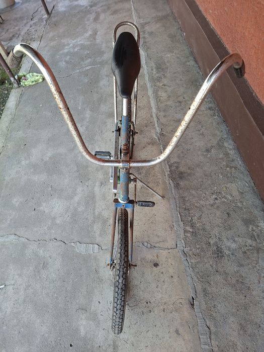 Pegas cu coarne inalte si sa lunga