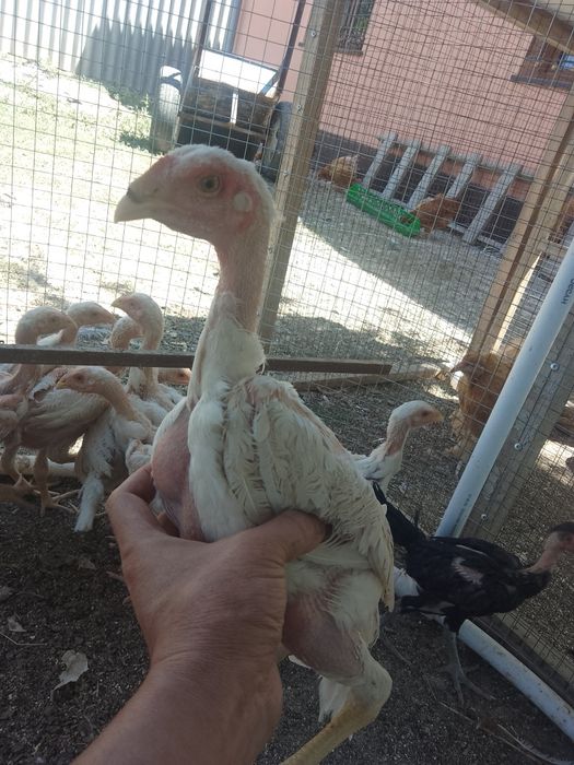 О Шамо Ташкент. Чистокровные