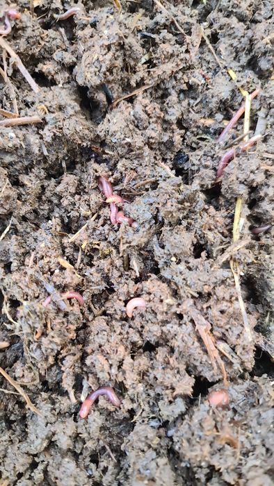 Калифорния чувалчанглари