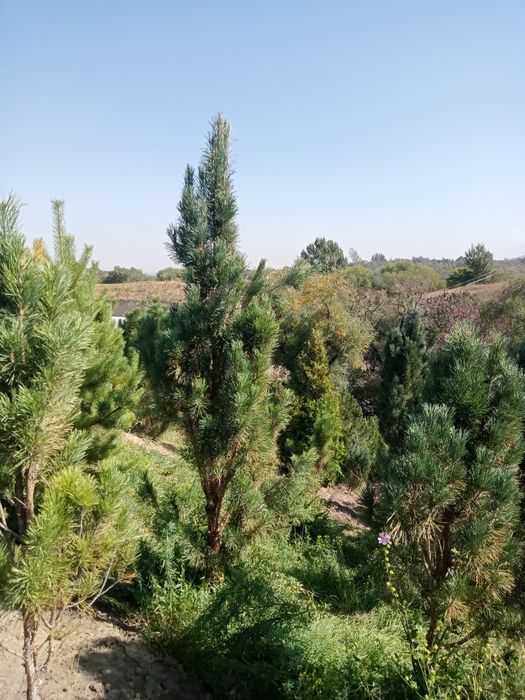 Сосны  обычные и крымские