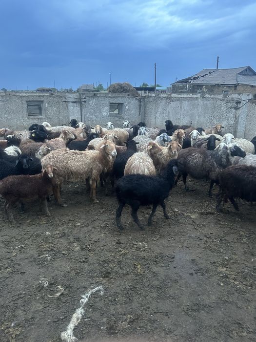 Қозылы қой Бараны продам