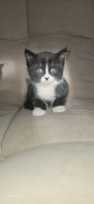 Отдам котят 2 месяца