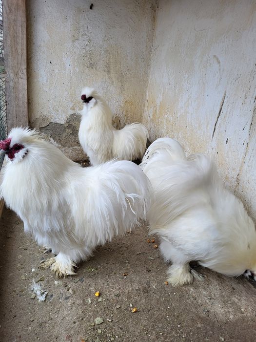 Vând cocoși albi de Mătase japoneză
