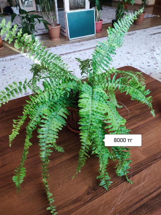 Комнатные растения