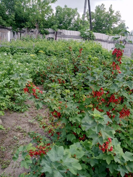 Продам красную смородина