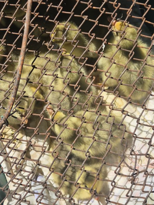 Vand boboci gasca romaneasca