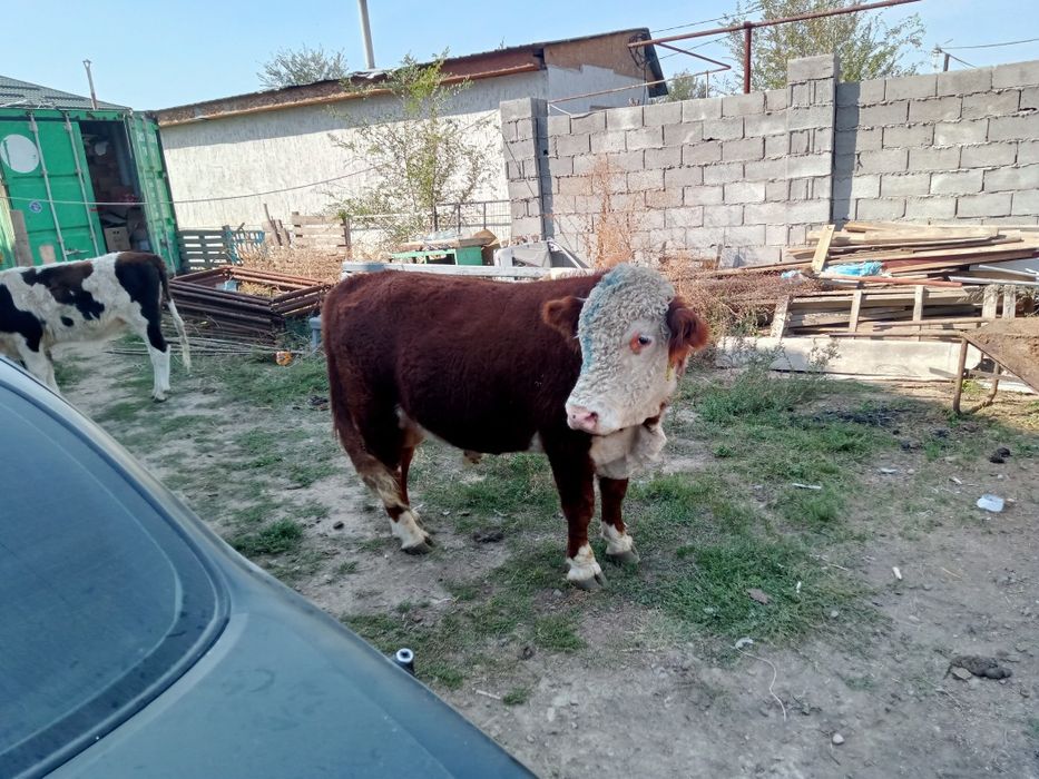 Продам быка Герифорд