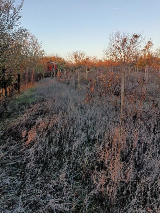 563-Продава се парцел в местността ”Дянковски Път”!