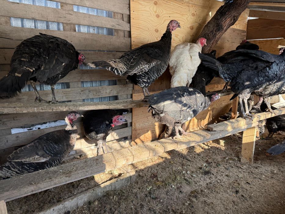 Продается Индюки. Үндіктер сатылады