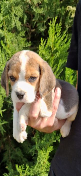 Pui beagle tricolor baietel Bucuresti Sectorul 1 • OLX.ro