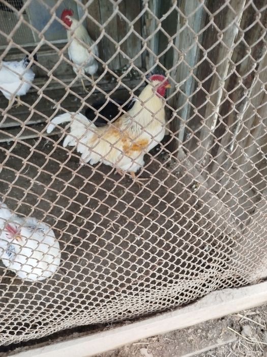 Қораз сатылады жас 1жылдык