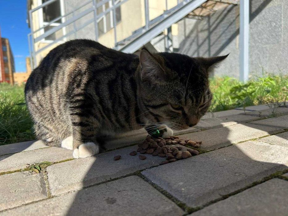 котенок в добрые руки