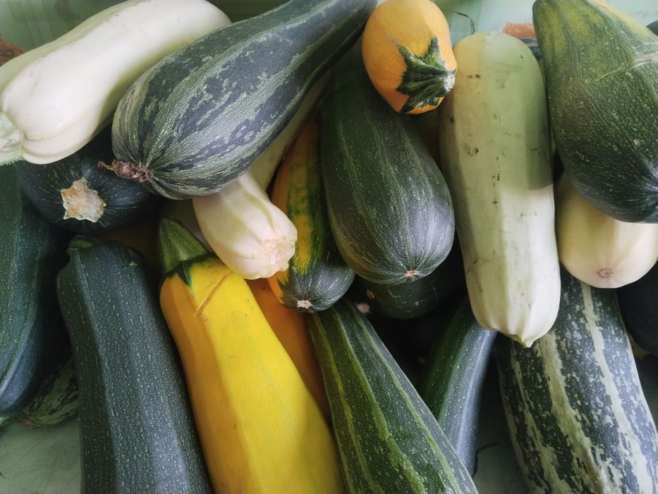 Продам кабачки домашние
