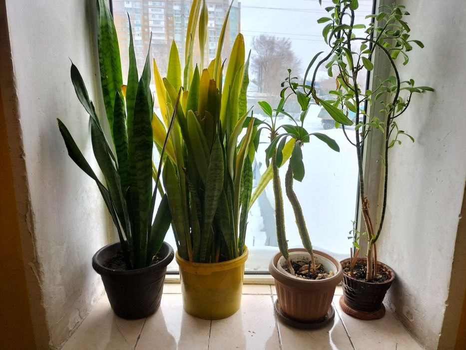 Продам комнатные растения