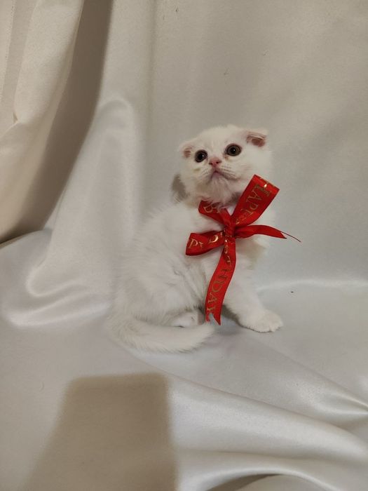 Продаётся котята