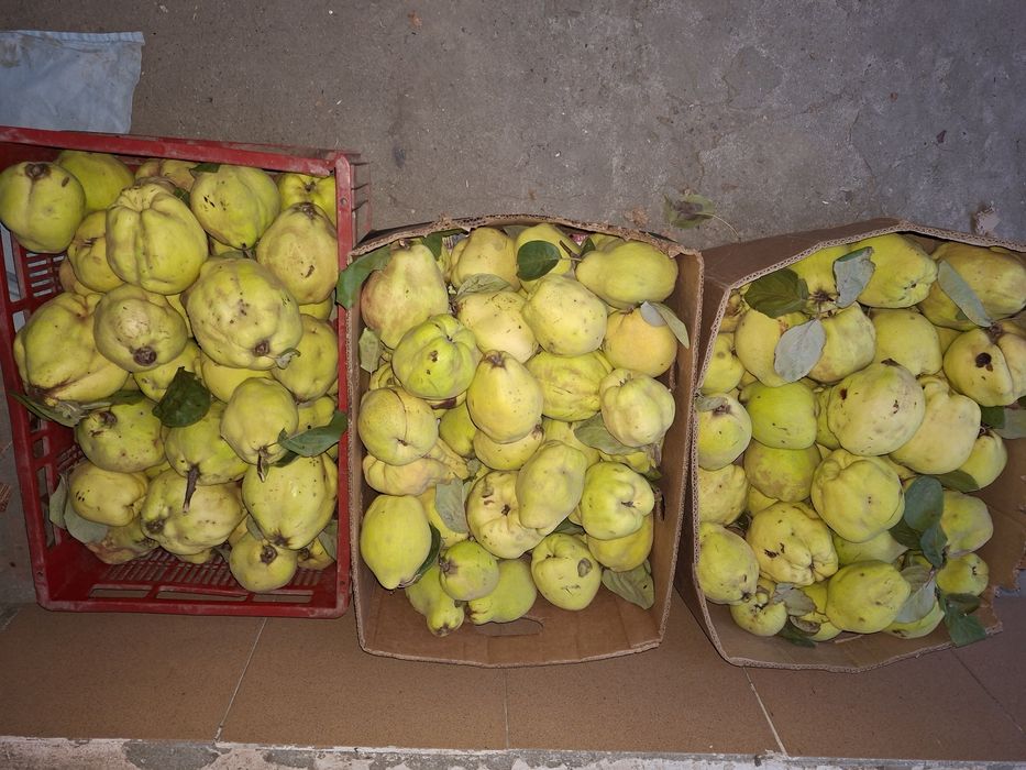 Gutui Romanesti naturale