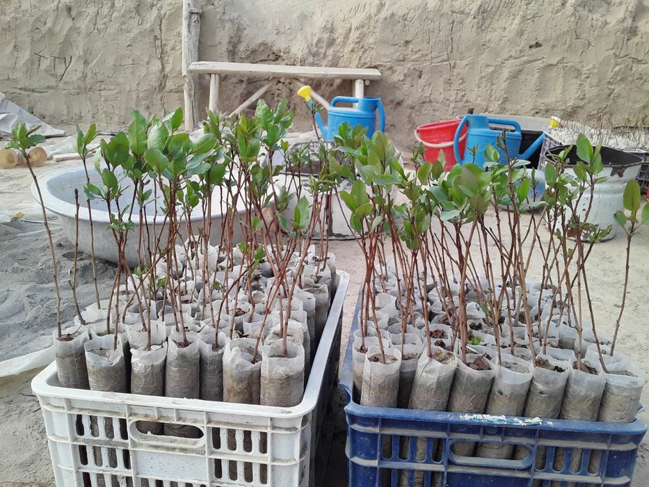 Пайванд хандон писта привитые саженцы фисташек,  серхосил бодом ва ен