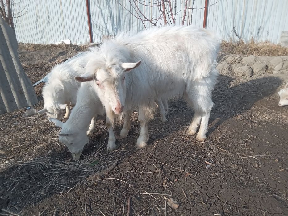 Козел теке вязка