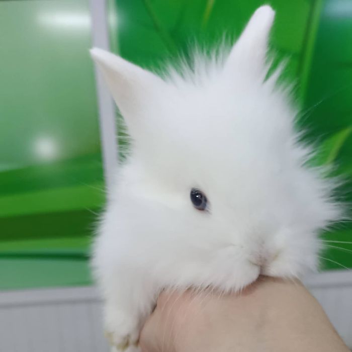 Карликовые домашние кролики