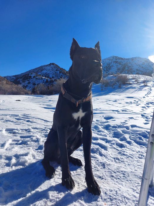 Внимание! Пропала собака! Друг!