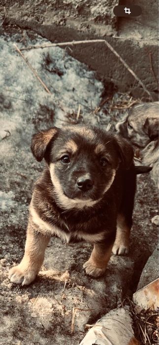 Щенки бесплатно в добрые руки