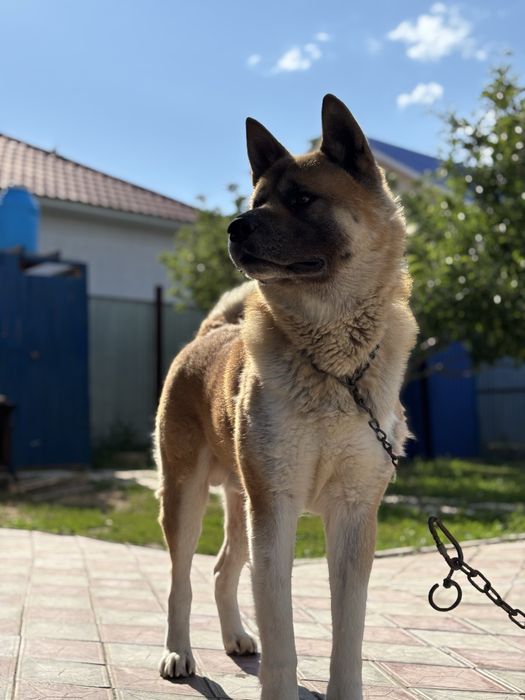 Вязка Американская Акита