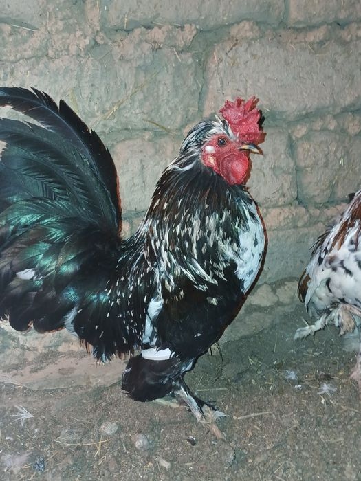 Таза Карлик қораздары