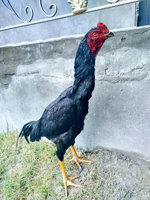 Sotiladi toshkent srochna
8 oyli
Hali choqishmagan 
Rangi qora
Manzil