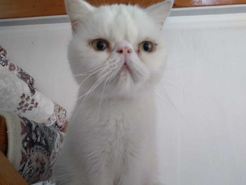 Экзотическая кошечка стерилизованная .