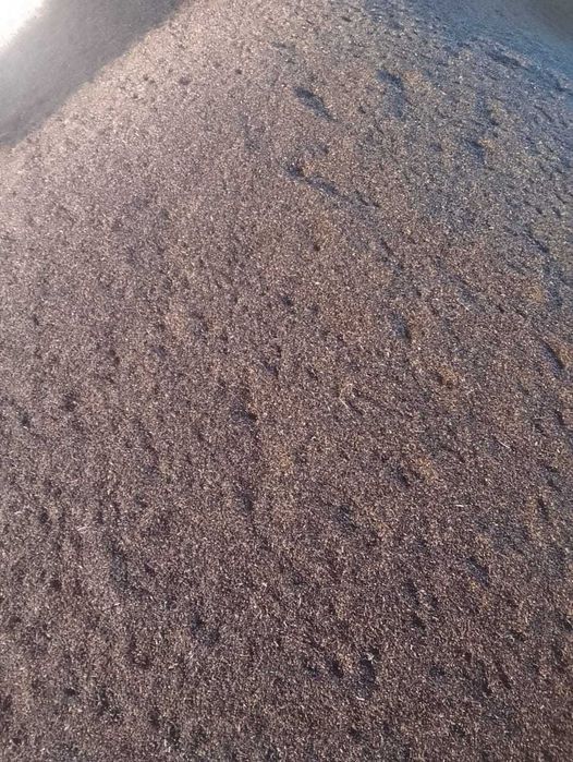 суданка семена продам