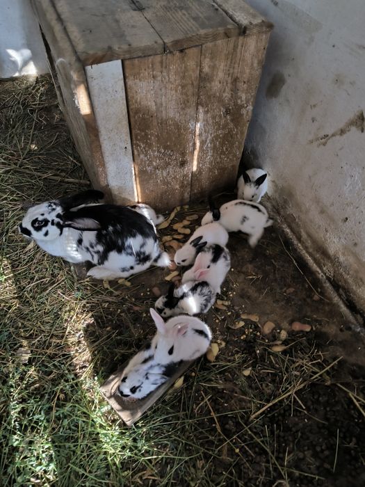 Iepurași mici de vânzare