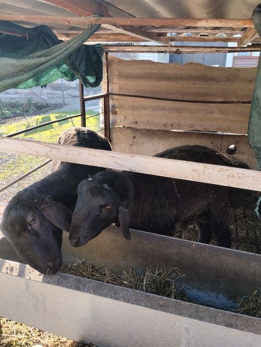 Qo'chqor sotiladi chiroyli naxlada