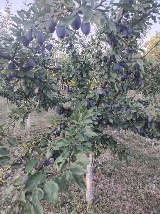 Vând prune Stanley atit pentru gemuri compot sau pentru țuică