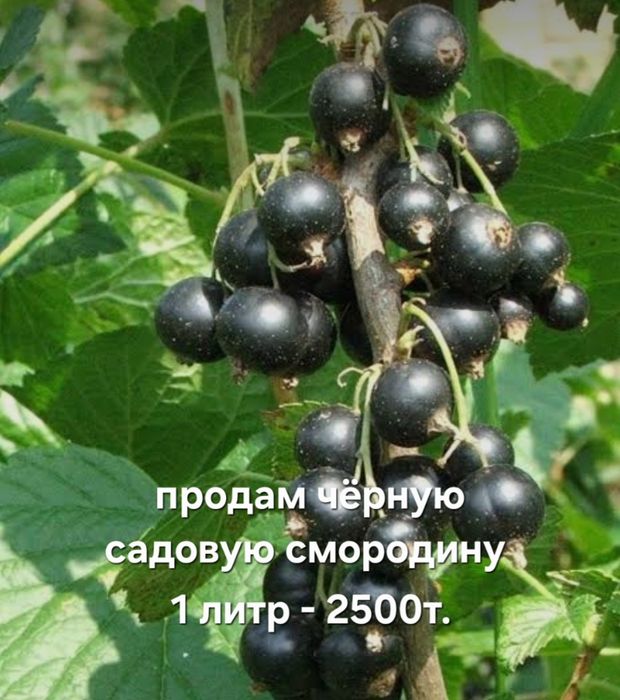 Продам чёрную садовую смородину