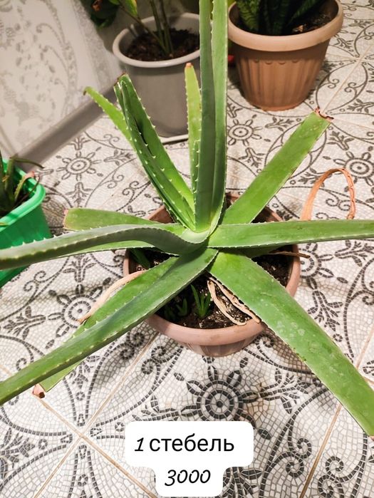 Растение Алоэ вера